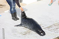 22.08.2013 14:52:15
Rostock Warnemünde
Ostsee 2013
Ostsee-Fotos