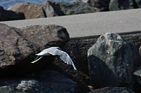 22.08.2013 15:00:06
Rostock Warnemünde
Ostsee 2013
Ostsee-Fotos