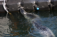 22.08.2013 15:17:20
Rostock Warnemünde
Ostsee 2013
Ostsee-Fotos