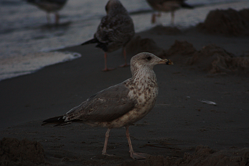 &copy; R.Thiel
Möwe
Ostseebad
08.08.2014 20:35:03
August 2014
Ostsee-Fotos