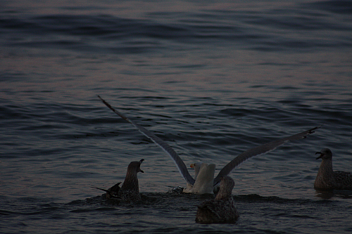 &copy; R.Thiel
Möwenfütterung
Ostseebad
08.08.2014 20:37:27
August 2014
Ostsee-Fotos