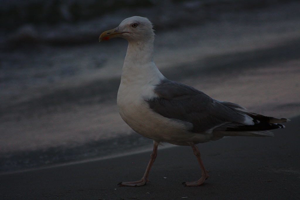 &copy; R.Thiel
Möwe
Ostseebad
08.08.2014 20:35:32
August 2014
Ostsee-Fotos