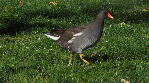 &copy; R.Thiel
10.10.2020 14:21:44
Stralsund 2020
Ostsee-Fotos