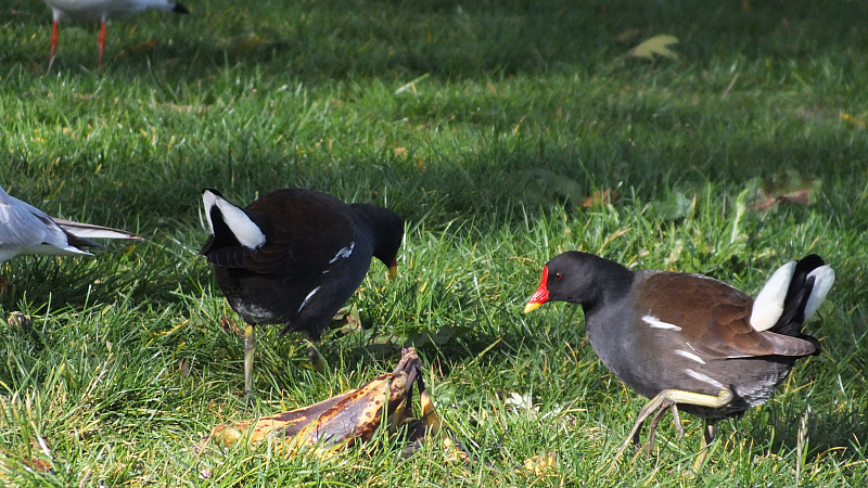&copy; R.Thiel
10.10.2020 14:21:22
Stralsund 2020
Ostsee-Fotos